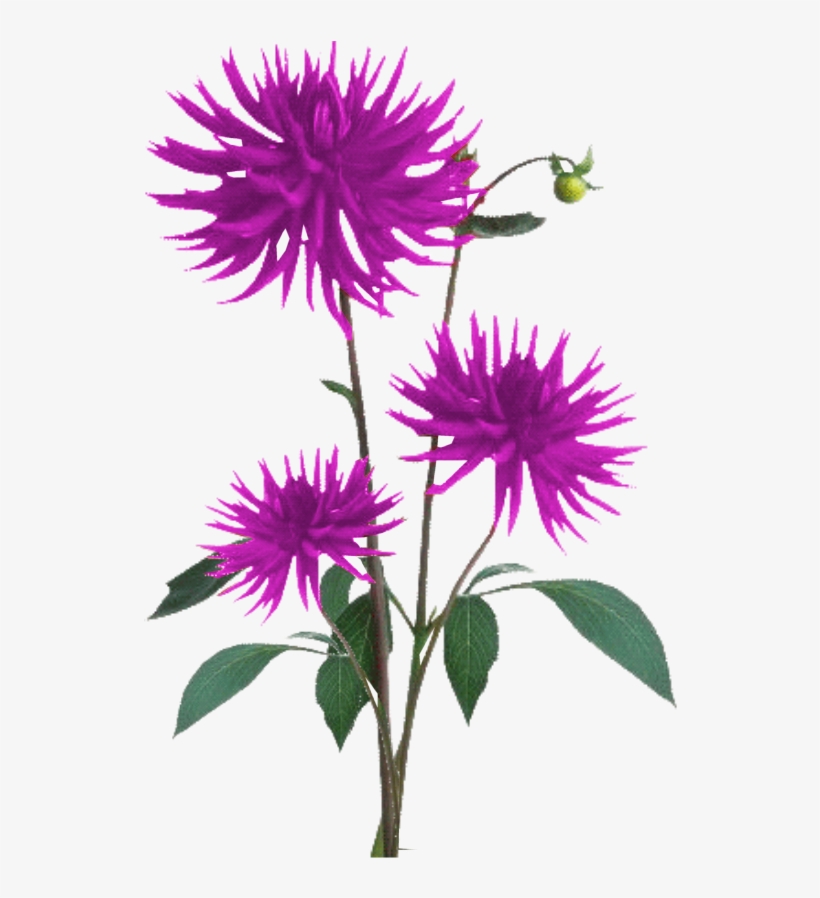 Aster Png Free Download - Flower Plant Texture Png, transparent png #3365242
