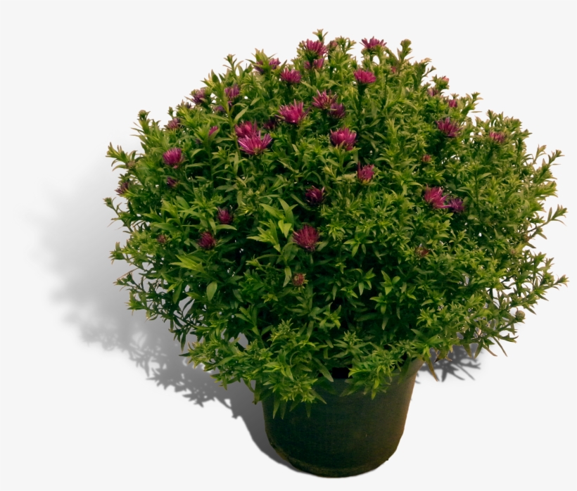 Aster 17cm Pot Productfoto Shadow - Flowers Plant Top View, transparent png #3365462