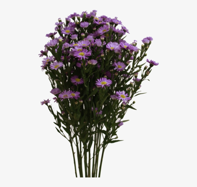 Aster Purple - European Michaelmas Daisy, transparent png #3365499