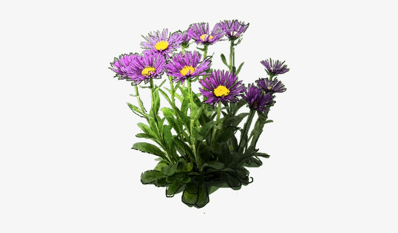 Aster Alpejski "dunkle Schöne" - Aster Png, transparent png #3365524
