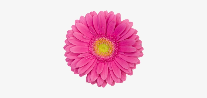 Manicures, Pedicures, Skin Care - Pink Daisy Flower Clip Art, transparent png #3365563