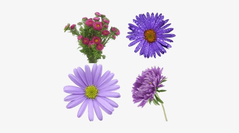 Flower Violet Pastel, transparent png #3365614
