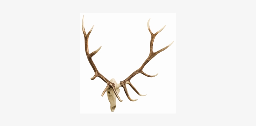 Elk European Mount - Moose, transparent png #3366026