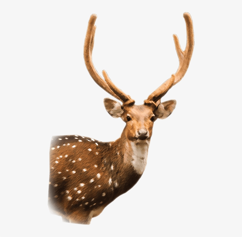 Axis Deer Chital Free Transparent PNG Download PNGkey