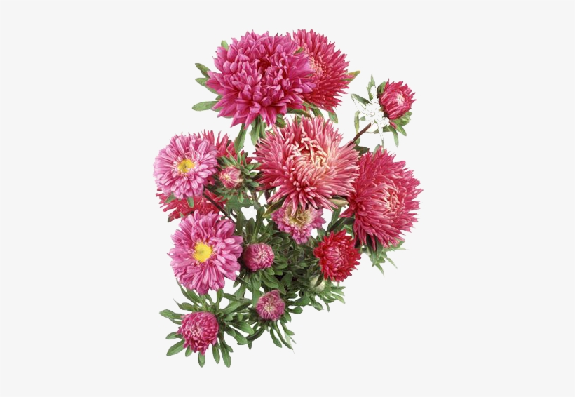 C - \fakepath\kew - Aster Flower Transparent Background, transparent png #3366727