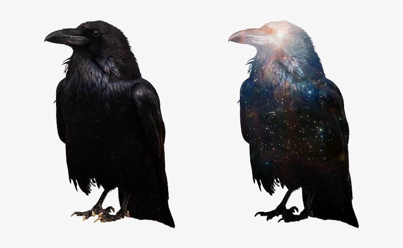 Crow Free Png Image - Crow Png, transparent png #3366728
