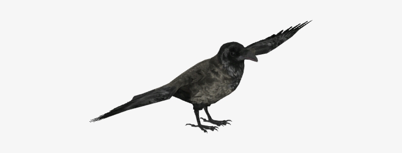 Hooded Crow 2 - Wiki, transparent png #3366751