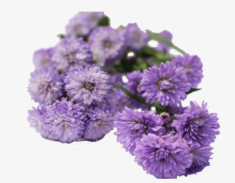 Aster Flowers Aster Flowers - Chrysanthemum, transparent png #3366775