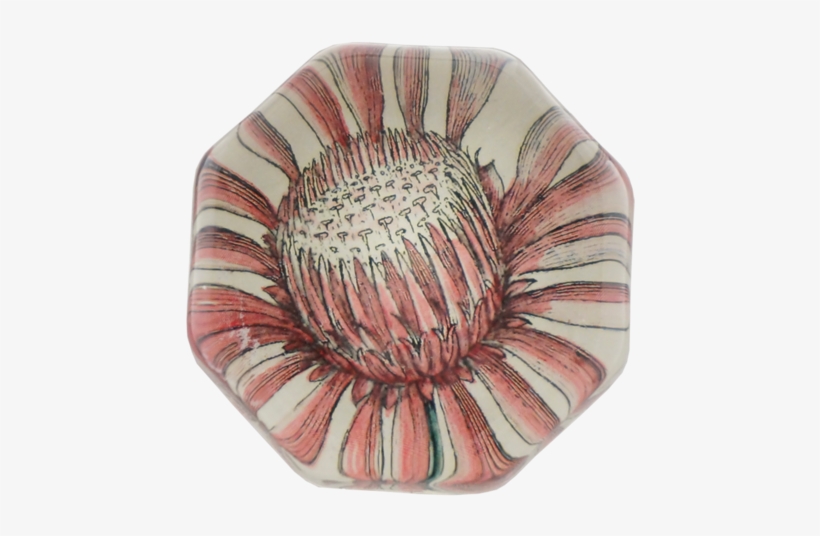 Collection Name - Aster, transparent png #3366804