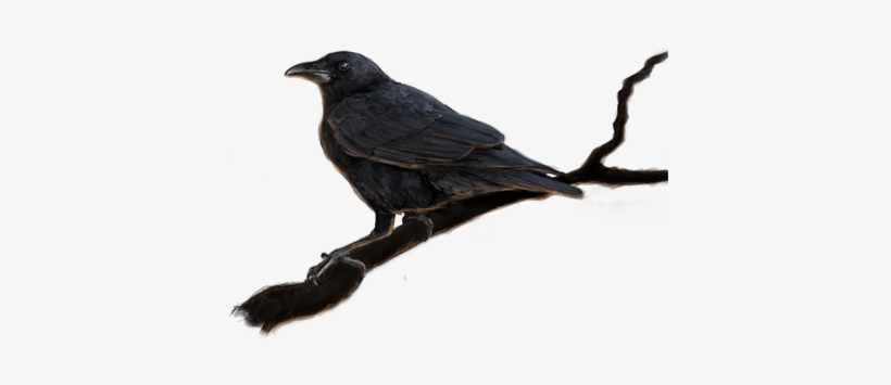 Crow - American Crow, transparent png #3366859