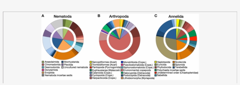 Proportions At Order And Family (outside Chart) Levels - Circle, transparent png #3368297