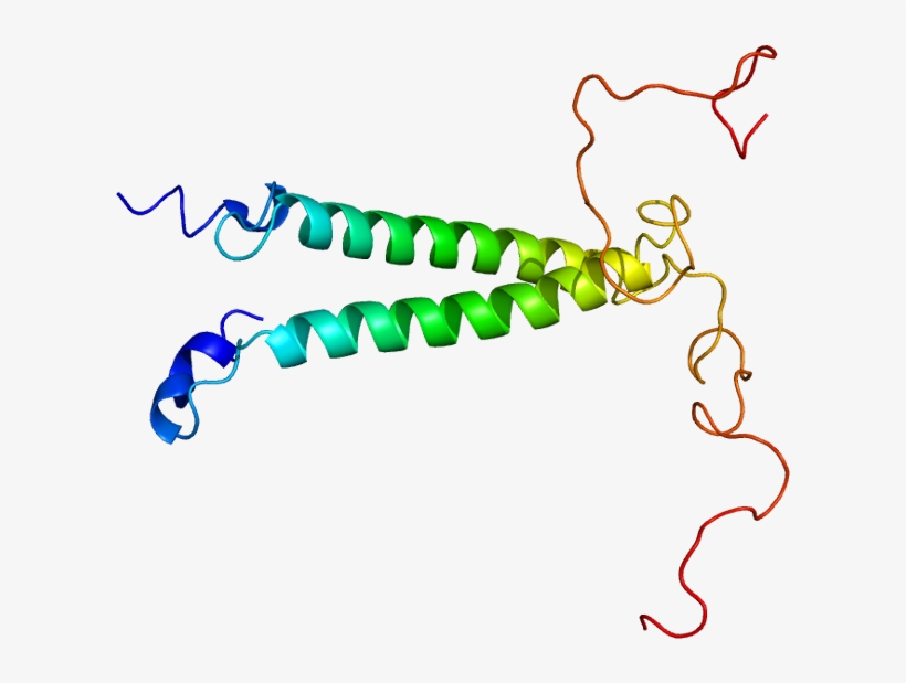 Protein Tsc22d3 Pdb 1dip - Tsc22d1, transparent png #3369148