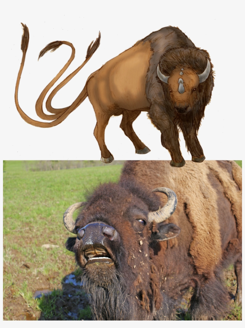 1080px Bison Tauros - Realistic Tauros, transparent png #3370431