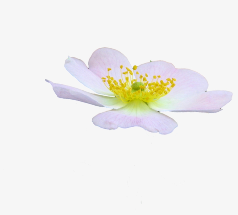 Cute Flower Png By Spooky Dream-d47jhc0 - Rosa Rubiginosa, transparent png #3370621