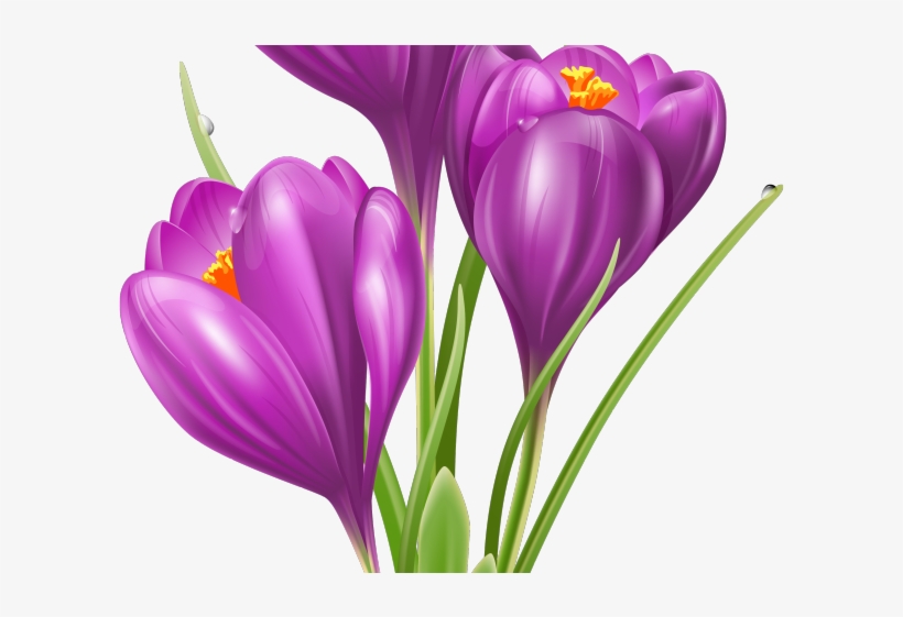 Crocus Clipart Cute Flower Garden - Crocus Clipart, transparent png #3371150
