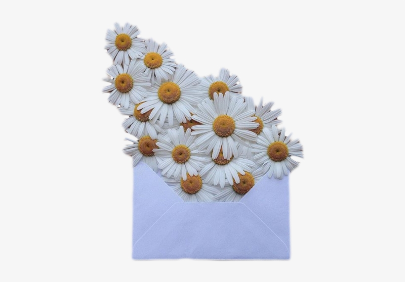 Transparent Png Transparent Blg Dark Blg - Daisy Transparent, transparent png #3371214