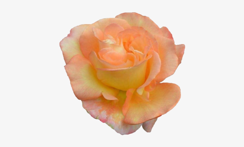 Image Result For Orange Tumblr Png - Transparent Png Tumblr Orange Overlay, transparent png #3371420