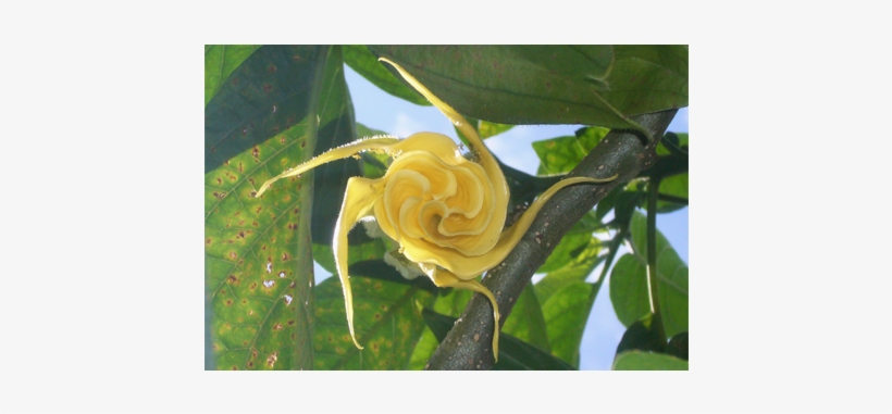 Flower-banner - Garden Roses, transparent png #3371639