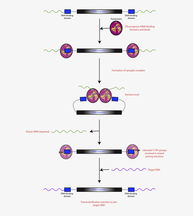 File - Trmechanism3 - Transposable Enzymes, transparent png #3373201