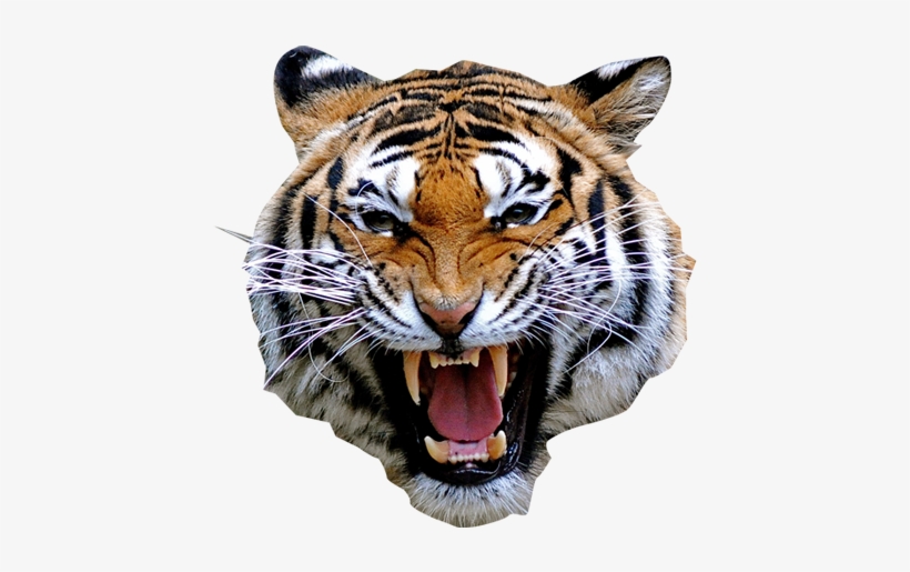 Cafepress Atiger Shirt Square Sticker 3 X Bumper Car, transparent png #3374309