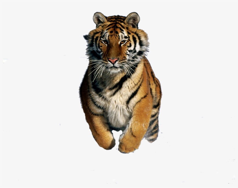Tigre Png - Siberian Tigers On Snow, transparent png #3374606