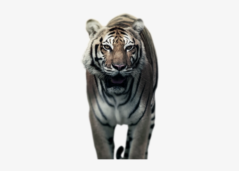 Tigre - Bengal Tiger, transparent png #3374638