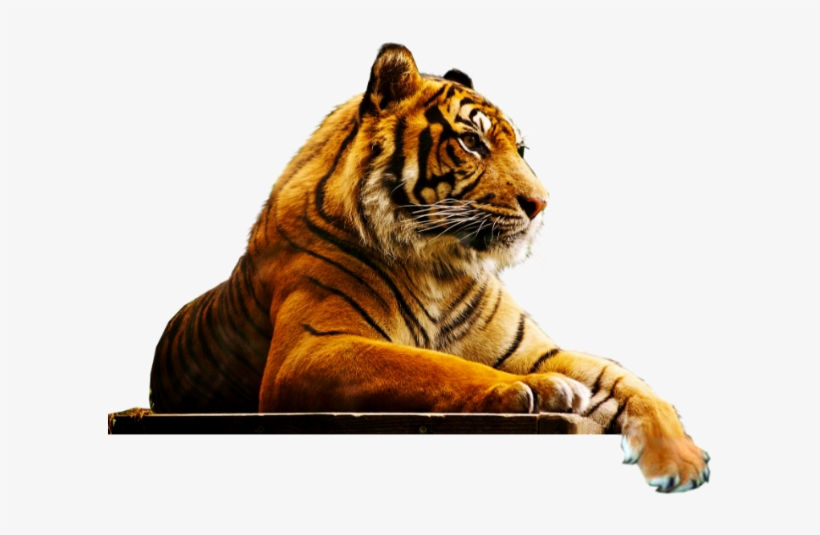 London Zoo, transparent png #3374659