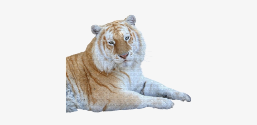 Tigre - Tiger, transparent png #3374791