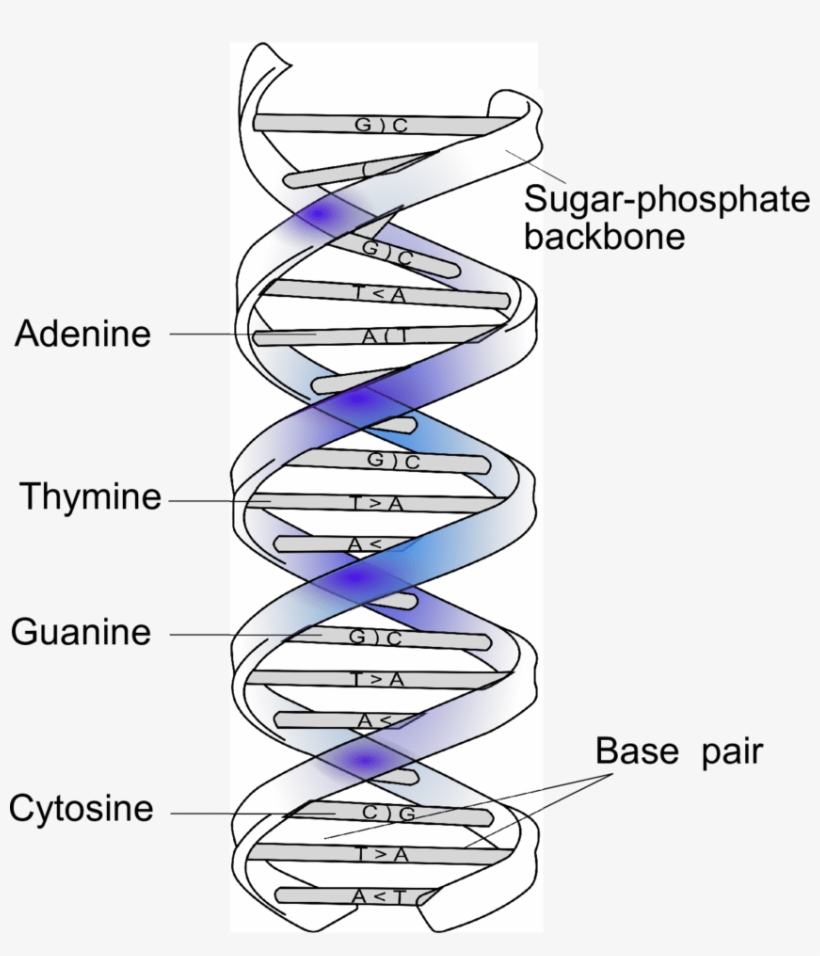 Double Helical Structure Of Dna And Complementary Base - Dna, transparent png #3374879