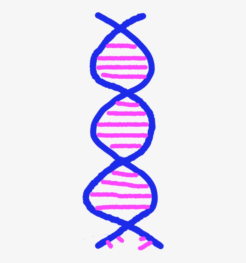 Cartoon Of Dna Helix - Dna In Cartoon, transparent png #3374946