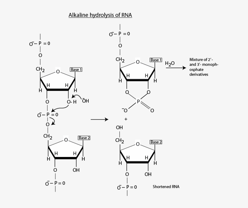 Wherever Complimentary Sequences Are Present In Rna, - Formula Del Glucogeno, transparent png #3375085