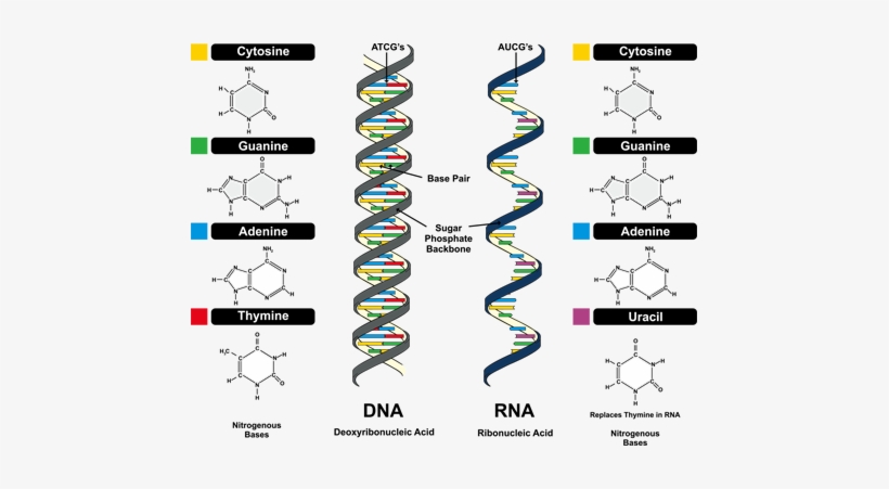 There Are Four Kinds Of Nucleobase For Dna, Adenine - Rna World Hypothesis, transparent png #3375108