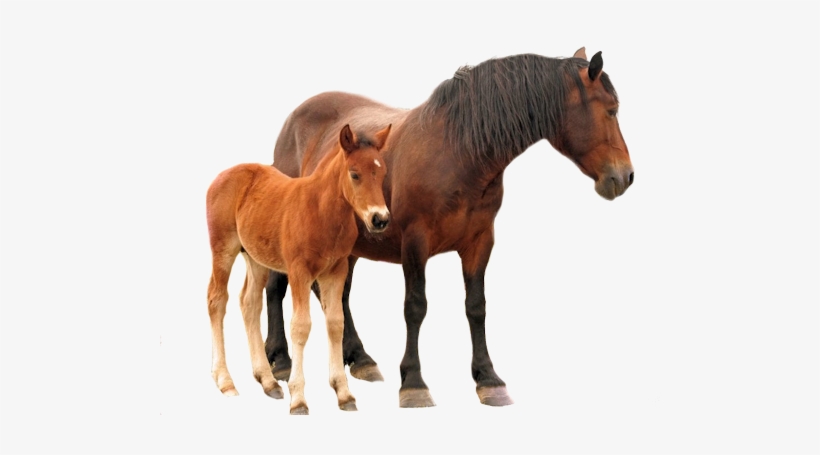Share This Image - Cheval Fond Blanc Png, transparent png #3376614