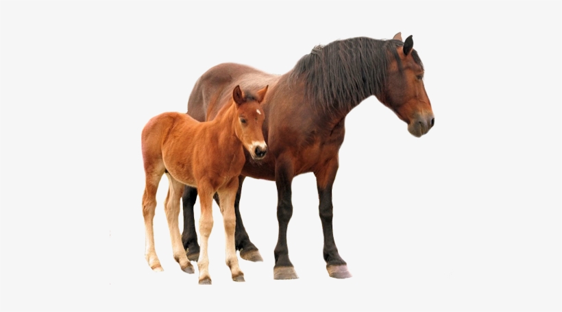 Share This Image Cheval Fond Blanc Png Free Transparent Png Download Pngkey Share This Image Cheval Fond Blanc Png Free Transparent Png Download Pngkey