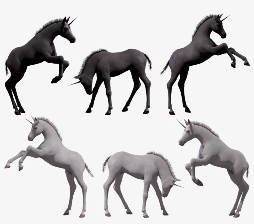 Unicorn, Foal, Colt, Filly, Young, Fantasy, Horse, - Foal, transparent png #3376986