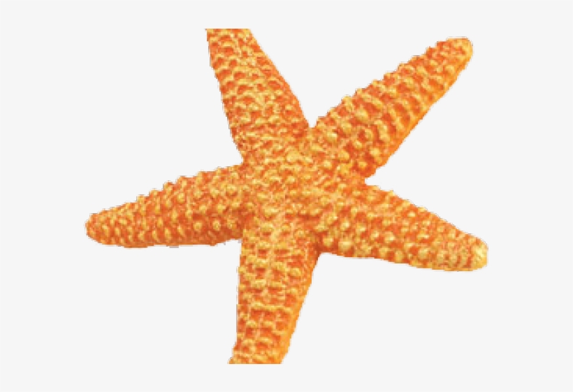 Starfish Png Transparent Images - Safari Ws Sea Life Orange Starfish, transparent png #3380634