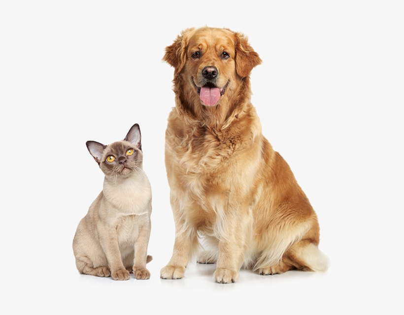 So They Can See A Better Life - Cat And Dog Png, transparent png #3381428