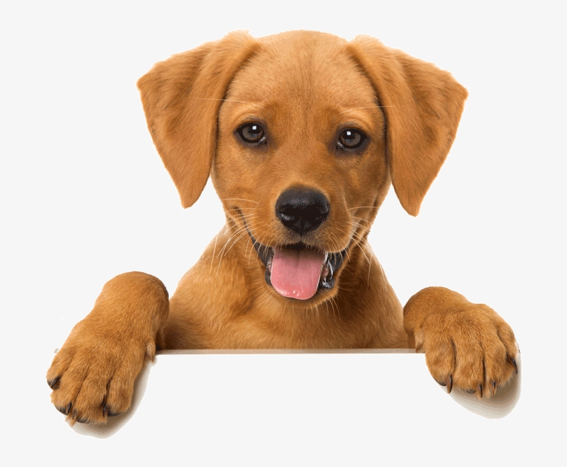 Happy Cat Dog Slider - Pets On A Wall, transparent png #3382053