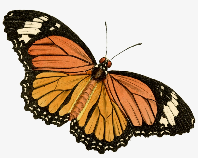 Butterfly1 - Painted Lady Clip Art, transparent png #3382464
