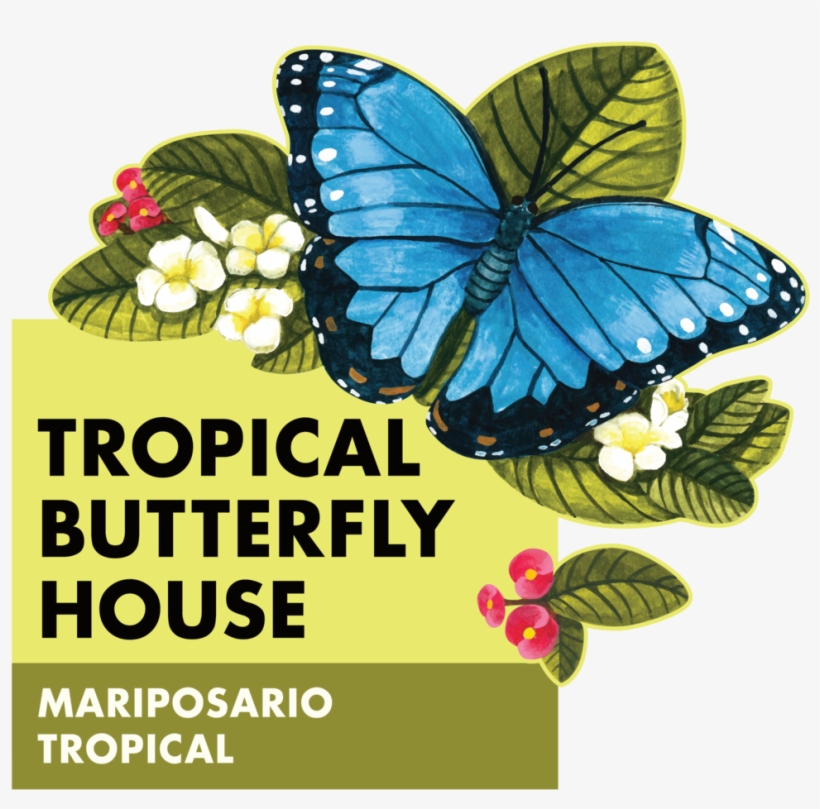 Butterfly Main Sign, transparent png #3382585