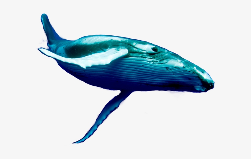 Blue Wheel Fish Png, transparent png #3384631