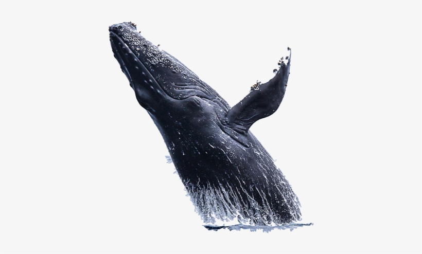 Whale Png Hd, transparent png #3384664