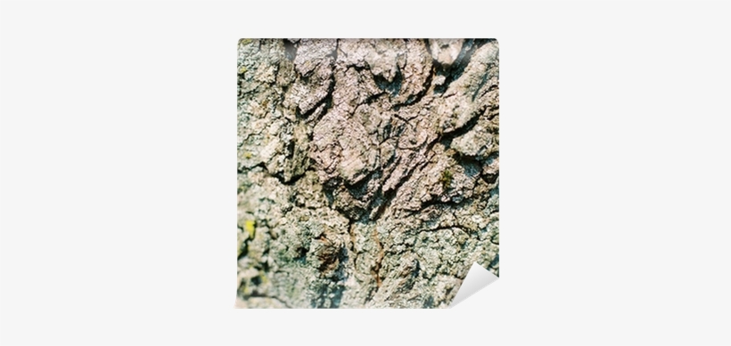 Old Tree Bark Texture - Outcrop, transparent png #3384738