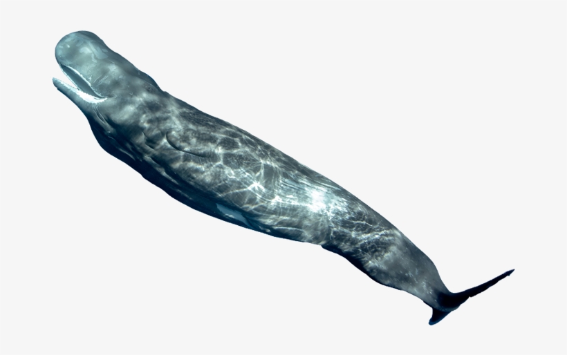Whales - Humpback Whale, transparent png #3384793