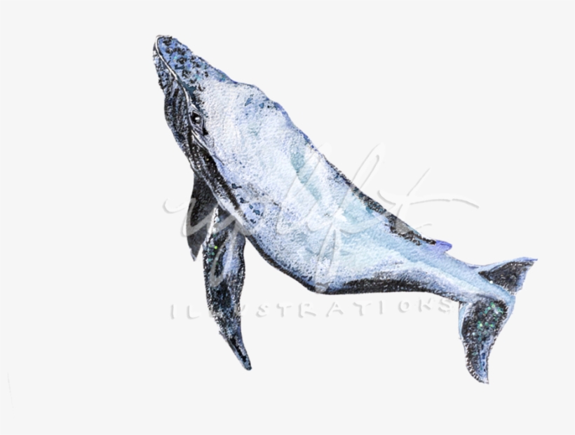 Whale - Whales, transparent png #3384841