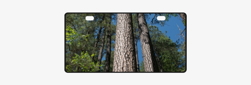 Tall Pine Trees Mt Lemmon Arizona License Plate - Arizona, transparent png #3386293