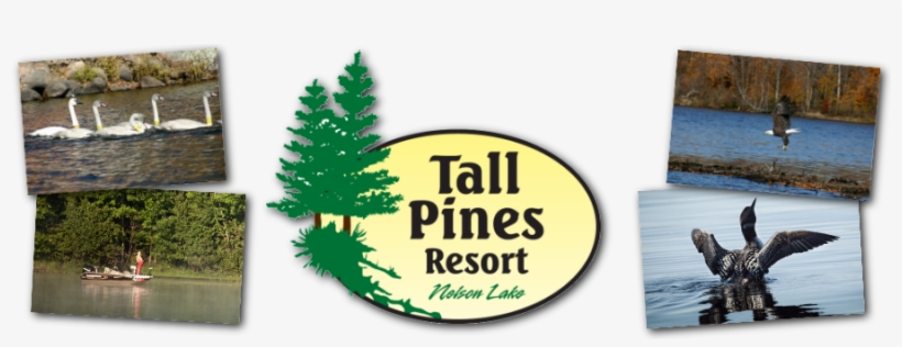 Tall Pines Resort, transparent png #3386360