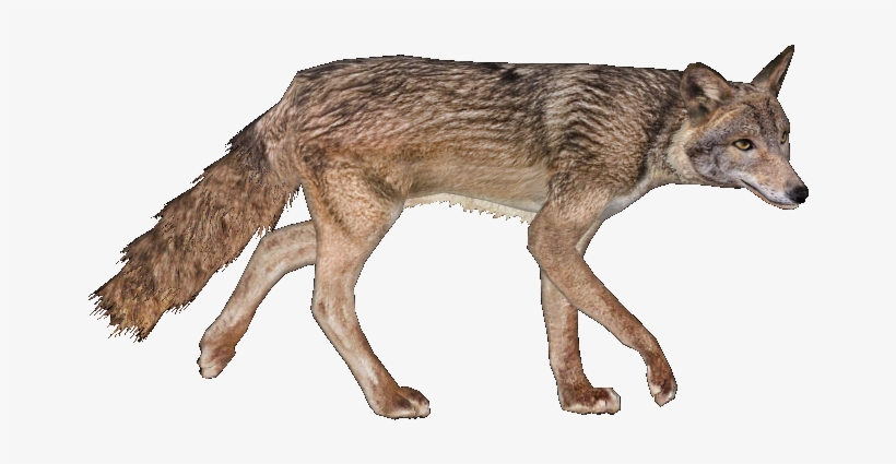 Red Wolf - Wiki, transparent png #3387457