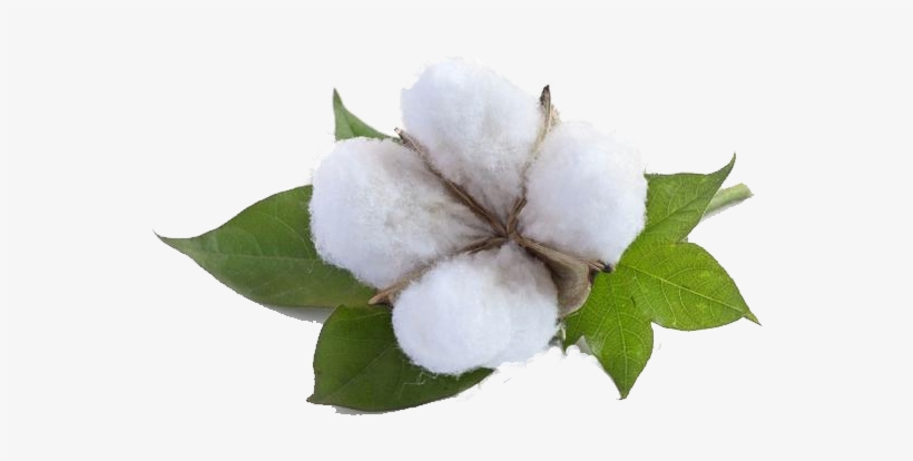 Your Leading Commodities & Equities Trading Broker - Cotton, transparent png #3387717