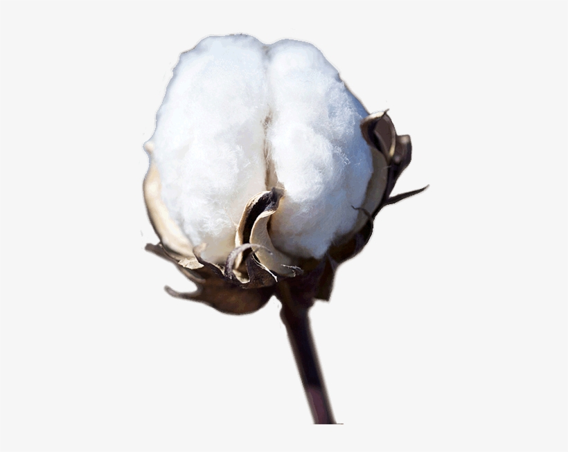 Sublayer, transparent png #3387744